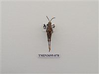 藏品(直翅目(3))的圖片